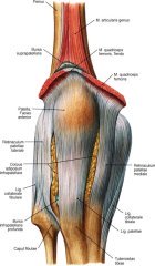 povreda-ligamamenta-kolena2