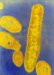 bacteroides