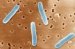 salmonella-typhi