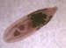 opistorchiidae