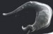 trypanosoma-cruzi