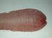 larva-diphyllobothrium-latum-sparganum