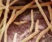 trichophyton