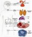 multipla-endokrina-neoplazija-men-i