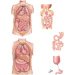 situs-inversus