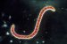 leptospira-interrogans