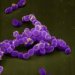 enterococcus