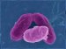 salmonella-paratyphi