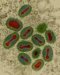 virus-variolae