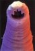 ancylostoma-duodenale