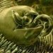 cryptosporidium