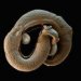 schistosoma