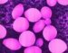 cryptococcus-species