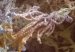 penicillium