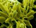 epidermophyton