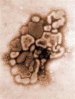 virus-svinjskog-gripa-veštački-proizveden
