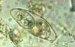 izosporijaza