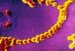 streptokoki-serološke-grupe-d-streptococcus-bovis-enterococcus-streptococus-anginosus-peptostreptococcus