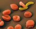 plasmodium