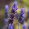 lavanda-za-lakši-odlazak-zubaru