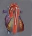 bolesti-grudne-aorte