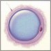 inseminacija-jajnih-ćelija