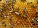 propolis-–-primena-u-medicini-kao-pomoćno-lekovito-sredstvo