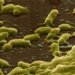 bordetella-pertussis