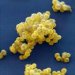 staphylococcus-aureus