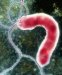 helicobacter-pylori