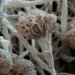 aspergillus