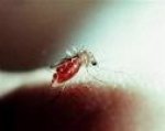 malarija-malaria