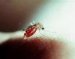 malarija-malaria