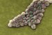acinetobacter