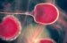 rhizopus