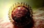 hronični-virusni-hepatitis-b-i-c