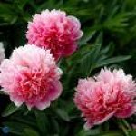 paeonia-officinalis
