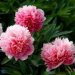 paeonia-officinalis