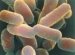 escherichia-coli