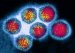 hepatitis-a-virus