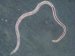 strongyloides-stercoralis