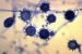 histoplasma-capsulatum