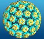 humani-papiloma-virus-hpv