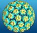 humani-papiloma-virus-hpv