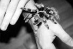 tarantula-hispanica