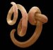 enterobius-vermicularis