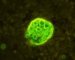coccidioides-immitis