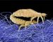 pediculus-corporis