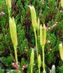 lycopodium