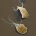 giardia-intestinalis-giardia-lamblia